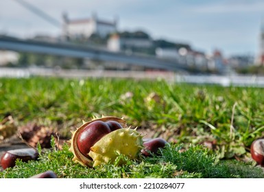 Two Symbols Of Autumn In Bratislava - Chestnut And Castle