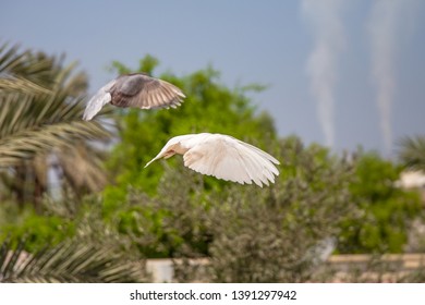 Two In Sync Flying Pigeons  