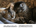 Two tabby cats snuggled together.