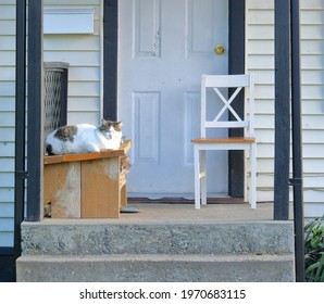 Two Tabby House Cats Enjoy A Relaxing Rest On The Front Porch Of A Typical Middle Income Porch. 