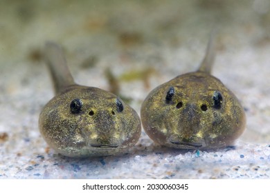 Two tadpoles of edible frog swimming in the pond - Shutterstock ID 2030060345