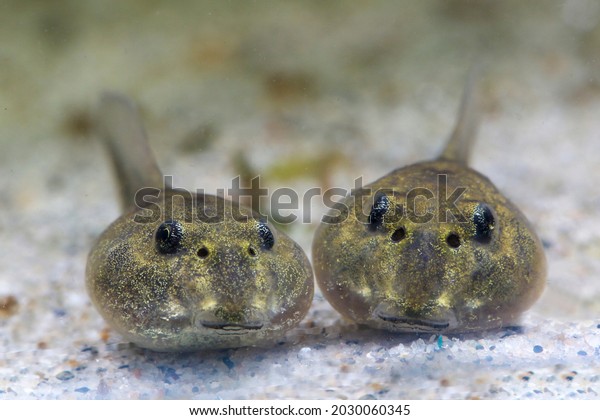 Two tadpoles\
of edible frog swimming in the\
pond