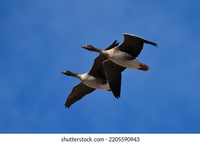 Two Taiga Bean Goose (Anser Fabalis) Flying.