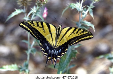 Two tailed Swallowtail butterfly collecting nectar from flower 