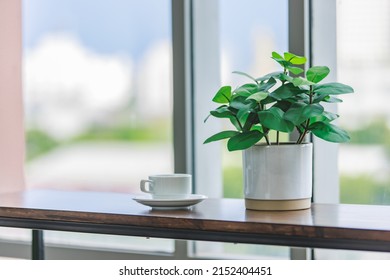 Two Tall Industrial Loft Design Steel Wooden Chairs Placed Near Table Counter With Tree Pot And White Hot Coffee Cup In Company Living Room In Front Glass Window Show Blurred City View In Background.