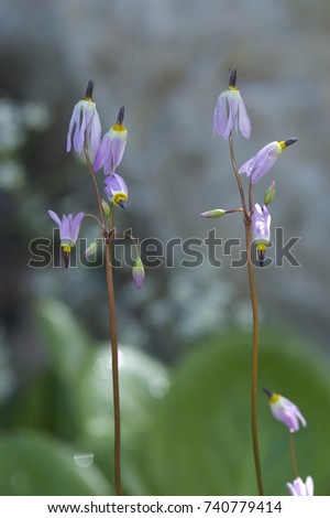 Two tall mountain shootingstar plants in bloom in Vail, Colorado