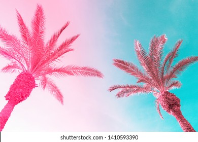 Two tall palm trees