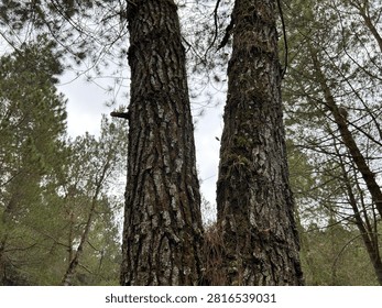 Two tall pine tree trunks in forest