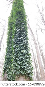 Two Tall Trees Covered In Ivy