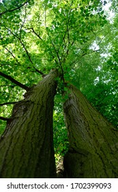 Two Tall Trees And A Flood Of Green Petals