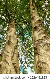 Two Tall Trees With Green Leaves