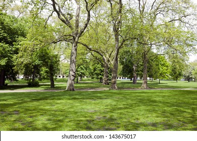 Two Tall Trees Next To A Small Hill