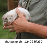 Two Tame Ferrets Being Held by Their Owner Trainer.