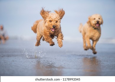Two tan Goldendoodle dogs running and playing in ocean