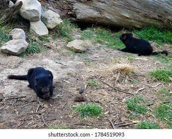 Two Tasmanian Devil Babies Eating