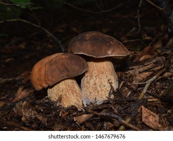 Two Tasty Bolete Mushrooms (Boletus Aereus)