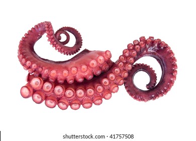 two  tentacles of octopus