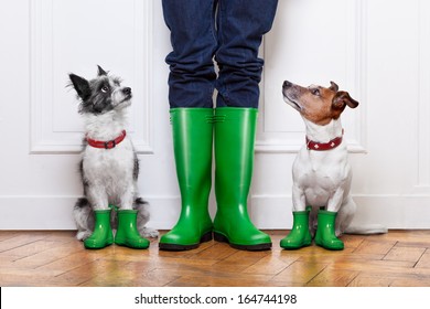 two terrier dogs waiting to go walkies in the rain at the front door at home