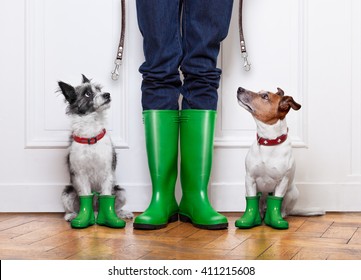 Two Terrier Dogs Waiting To Go Walkies With Leash  Outside In Rain With Rubber Boots