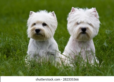 how do you know if puppies are twins