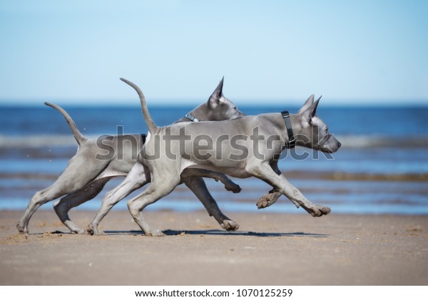 Two Thai Ridgeback Puppies Running On Stock Photo Edit Now 1070125259