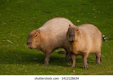 Common Warthog Phacochoerus Africanus Piglets Young Stock Photo (Edit