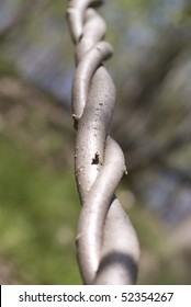 two thin branches intertwined on background of forest