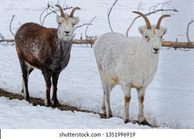 Two Thinhorn Sheep In The Snow