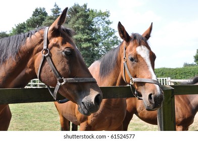 Two Thoroughbred broodmares