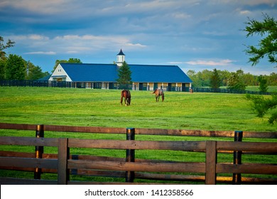 Two Thoroughbred Horses Grazing In A Field With Horse Barn In The Background.