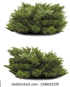 Two Thuja Bushes Isolated On A White Background.