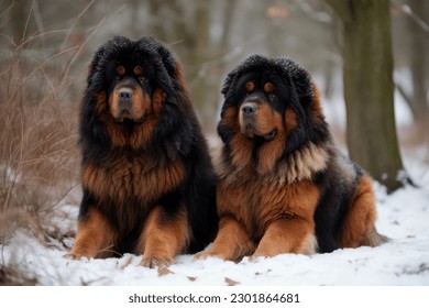 two Tibetan Mastiff in the winter forest, on the background of trees. rare breed. High quality photo