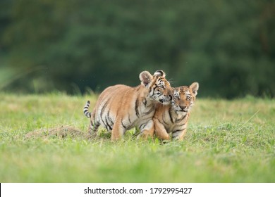 Two Tiger Babies Playing Together