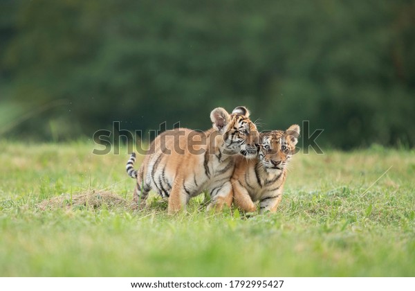 Two tiger babies playing\
together