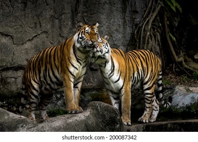 Two Tigers