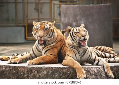 Two Tigers