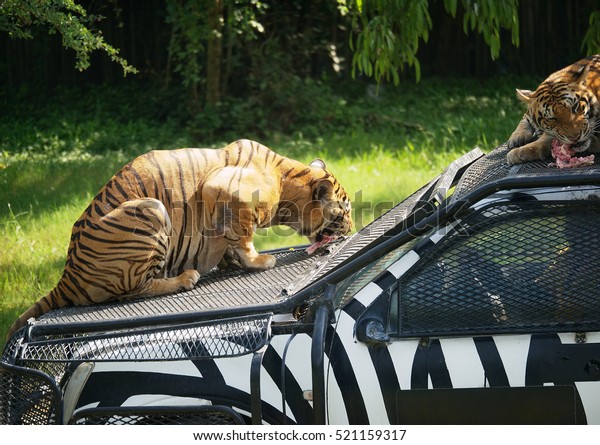 Two tigers eating\
meat on the car in a zoo.