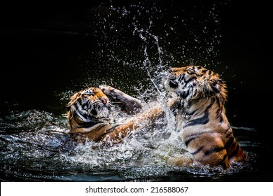 Two Tigers Fighting In Water