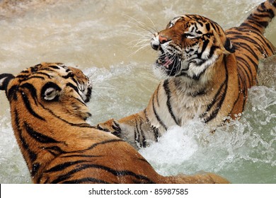 Two Tigers Fighting In The Water