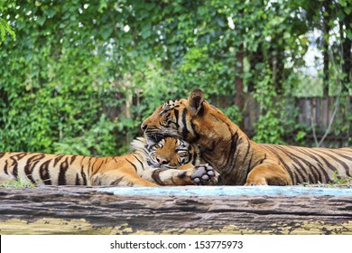 Two  Tigers Sleeping