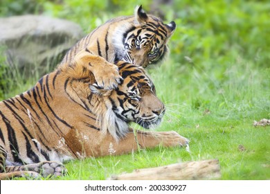 Two Tigers Together 