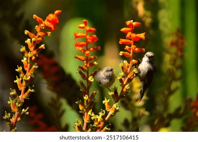 Two tiny birds sit delicately on striking orange flowers in a sunlit garden. Surrounded by lush greenery, this vivid wildlife moment highlights the beauty of nature in full bloom. - Powered by Shutterstock