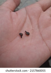 Two tiny black snails on the hand