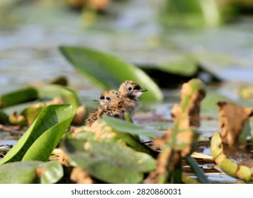 Two tiny, downy whiskered tern chicks nestling together among lily pads in a wetland.