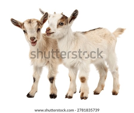Two Tiny Dwarf Goats with Adorable Playful Expressions Isolated on White Background