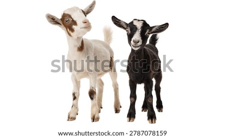 Two tiny dwarf goats isolated on white background, perfect for farm animal photography and educational visuals.