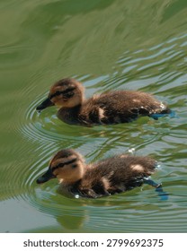 Two tiny fluffy ducklings swim in a calm pond with ripples on the green surface of the water