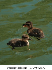 Two tiny fluffy ducklings swim in a calm pond with ripples on the green surface of the water
