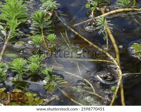 Two tiny frogs in the pond with bulbous eyes peering out of the water.