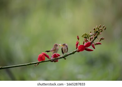 Two Tiny Golden Headed Cisticola